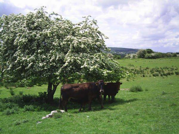 Cows sheltering from sun at Tawnylust Lodge