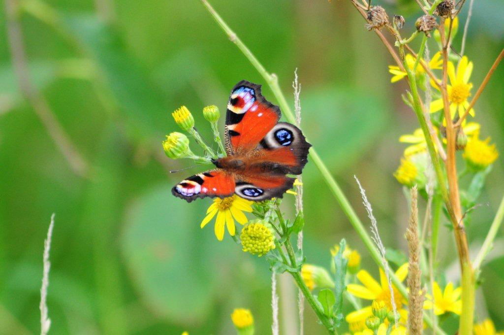 Peacock butterfly